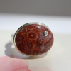 Unique Fossilized Coral with Diamond Ring