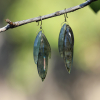 Labradorite Stone Cut Leaf Earrings